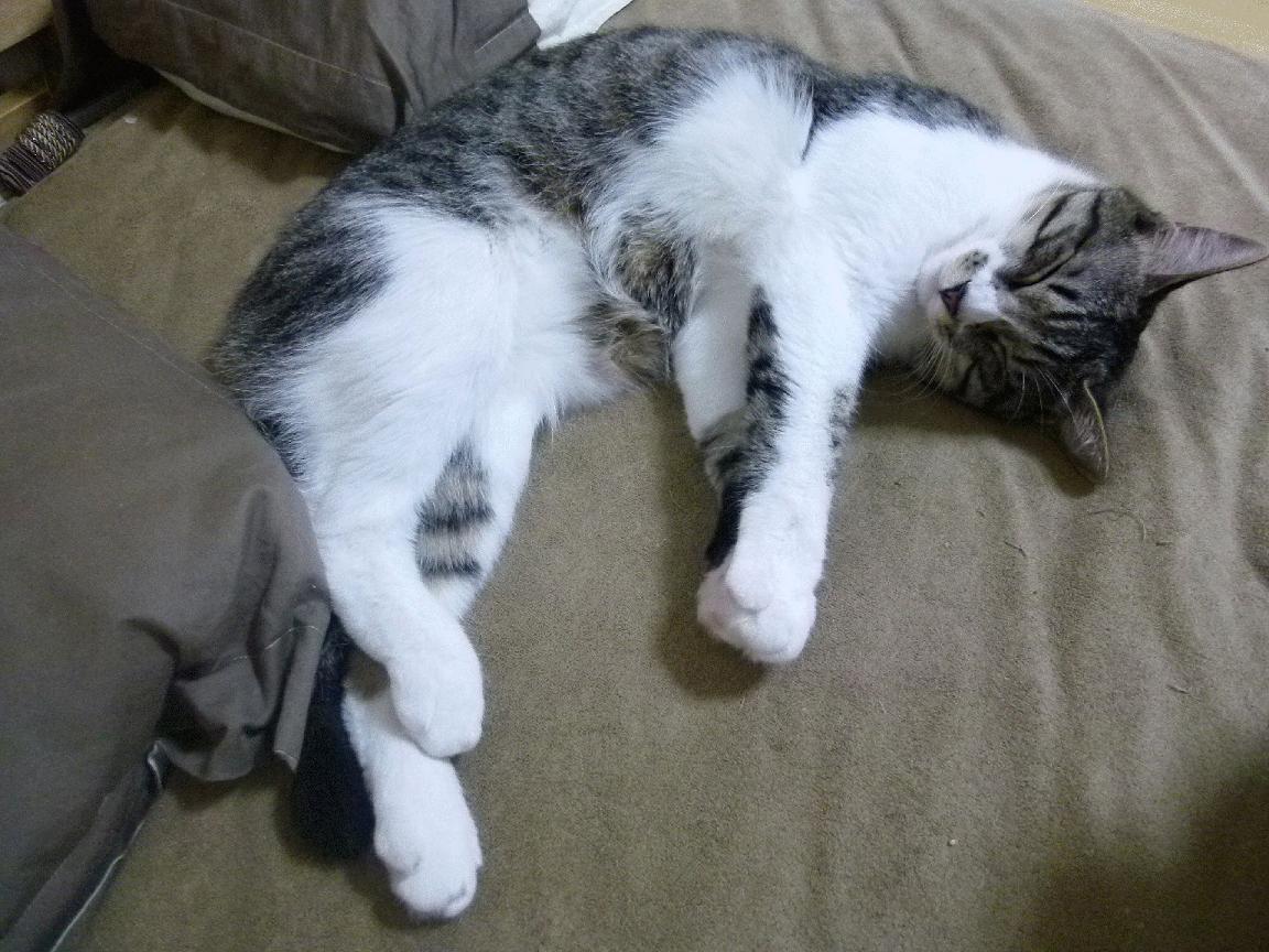 多功能足球场设计新理念,融合城市景观和休闲体验,多功能球场造价