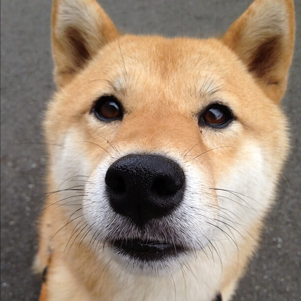 乐鱼官网-法甲火力全开：攻守转换的艺术盛宴，法甲推荐