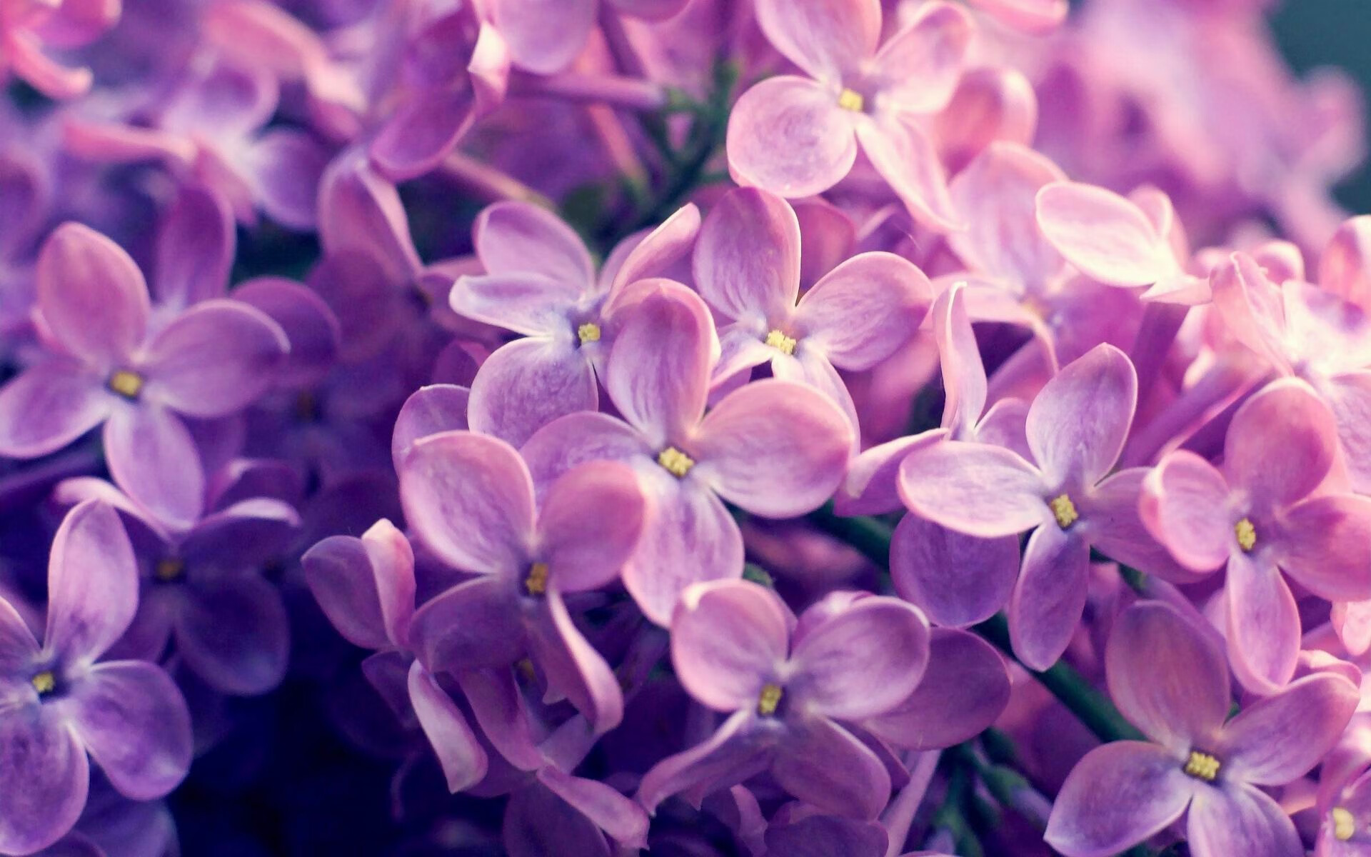 自由泳中距离中立代表队A发挥出色,中长距离自由泳关键技术