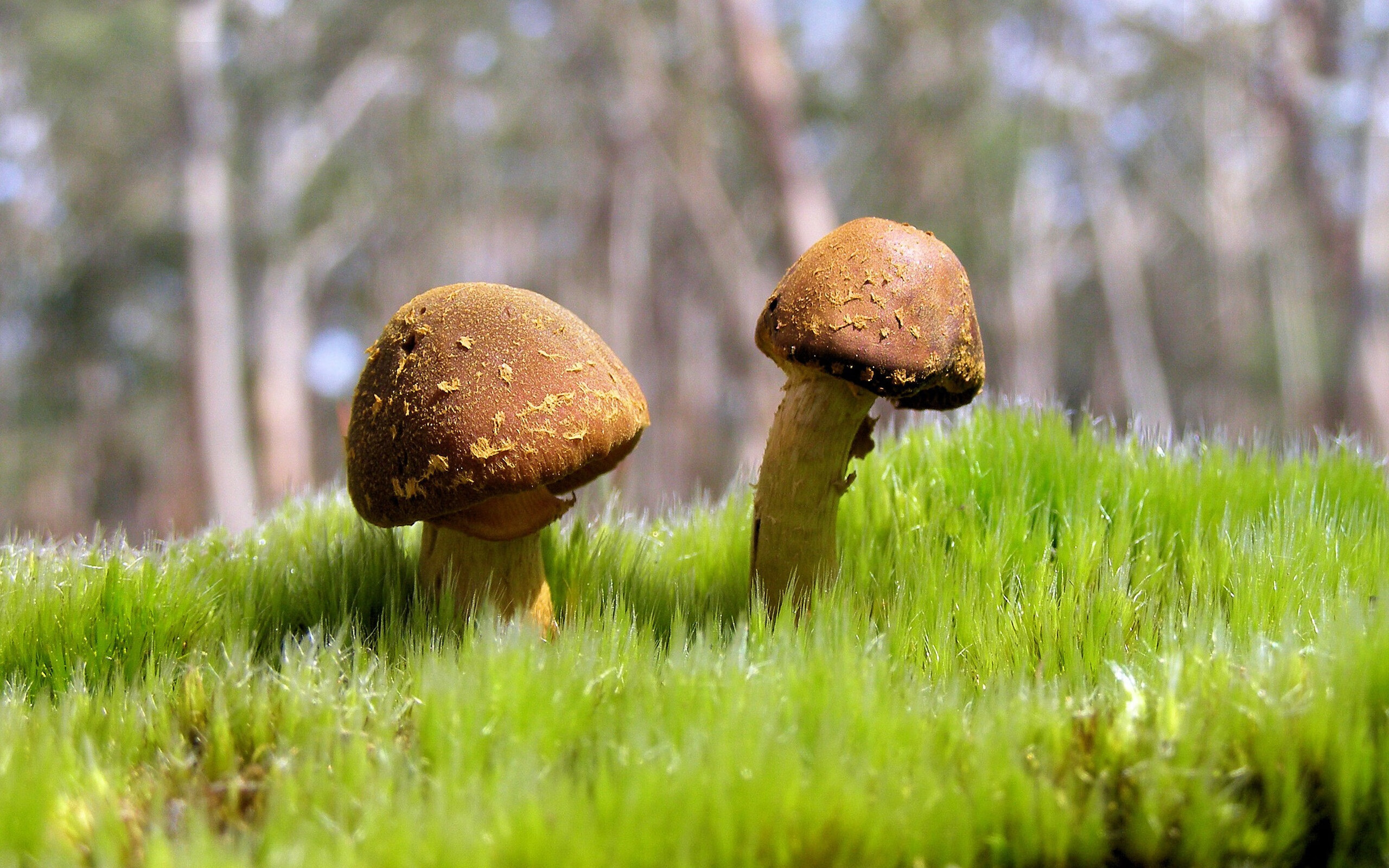 Leyu Sport下载-英格兰橄榄球引领全球风潮，英国橄榄球