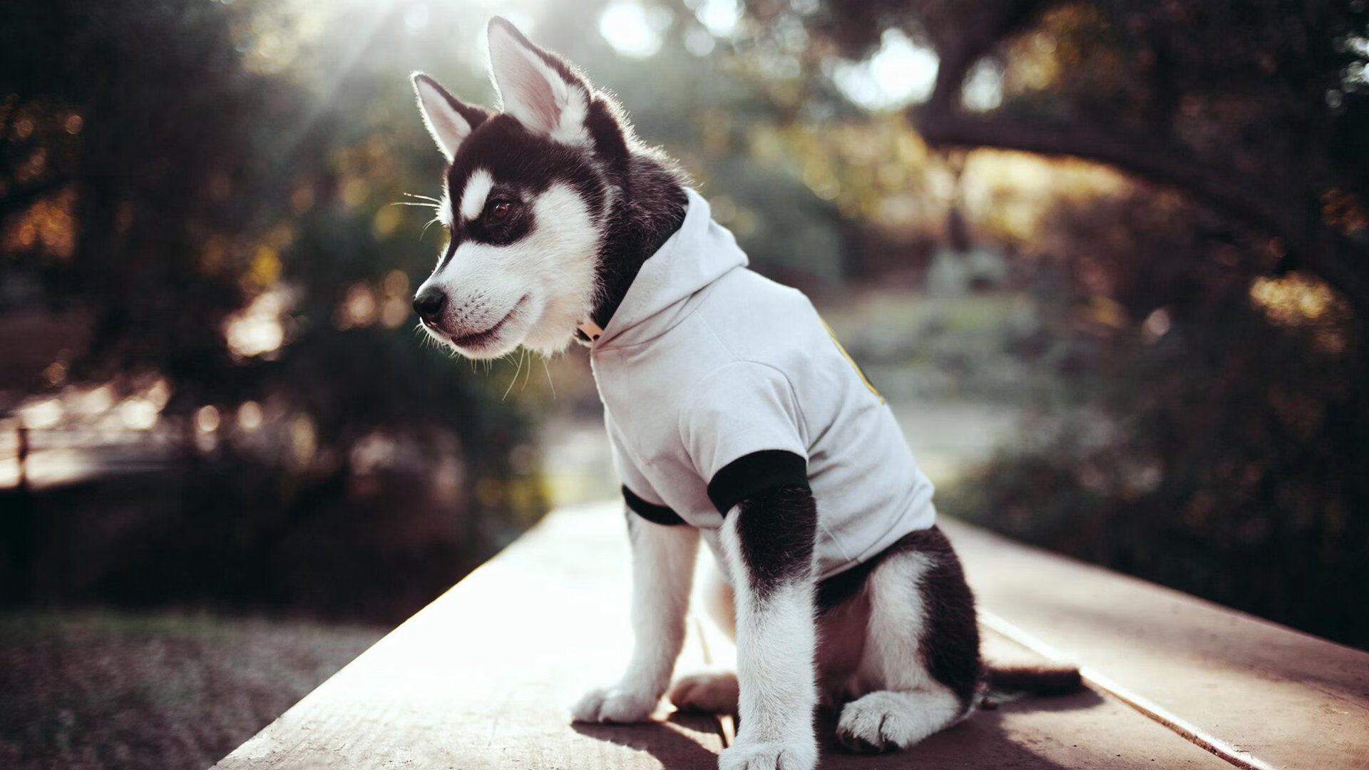 英格兰橄榄球引领全球风潮,英国橄榄球